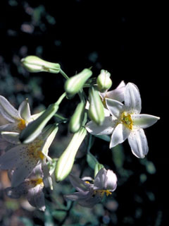 Lilium rubescens (Redwood lily)