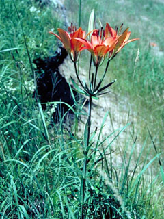 Lilium philadelphicum var. andinum (Western wood lily)