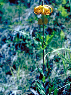 Lilium pardalinum ssp. vollmeri (Vollmer's lily)