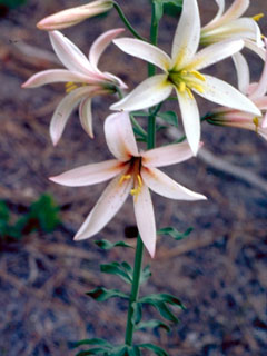 Lilium washingtonianum (Washington lily)