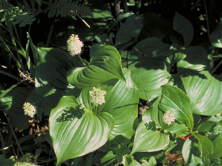 Maianthemum dilatatum (False lily of the valley)