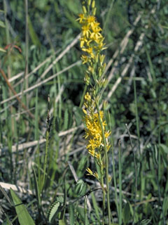 Narthecium californicum (California bog asphodel)