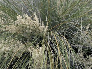 Nolina erumpens (Foothill beargrass)