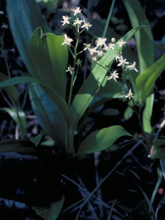 Maianthemum trifolium (Three-leaf false lily of the valley)