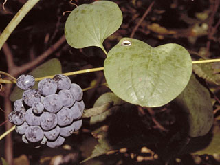 Smilax herbacea (Smooth carrionflower)