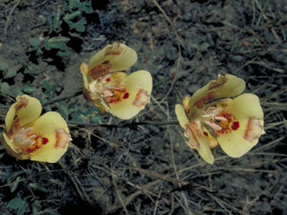 Calochortus luteus (Yellow mariposa lily)