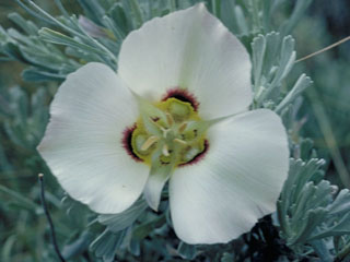Calochortus nuttallii (Sego lily)