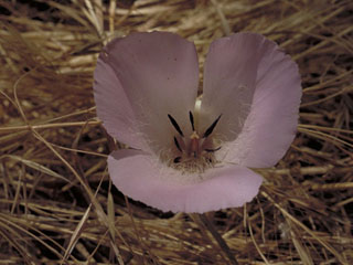 Calochortus plummerae (Plummer's mariposa lily)