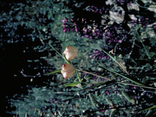 Calochortus pulchellus (Mount diablo fairy-lantern)