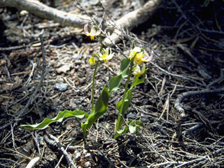 Erythronium californicum (California fawn-lily)