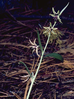 Fritillaria brandegeei (Greenhorn fritillary)