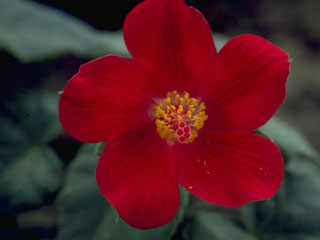 Hibiscus martianus (Heartleaf rosemallow)