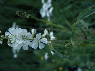 Iliamna grandiflora (Largeflower wild hollyhock)
