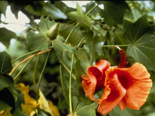 Kokia drynarioides (Hawai'i treecotton)