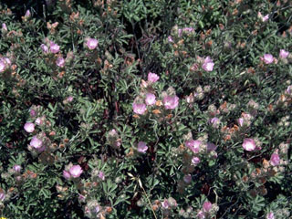 Sidalcea hickmanii (Chaparral checkerbloom)