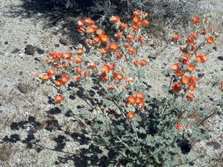 Sphaeralcea ambigua (Desert globemallow)