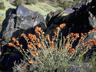 Sphaeralcea parvifolia (Smallflower globemallow)