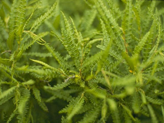 Comptonia peregrina (Sweet-fern)