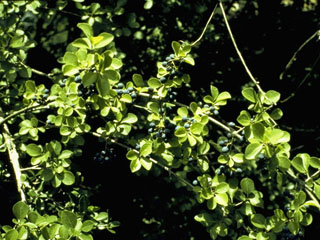 Forestiera reticulata (Netleaf swampprivet)