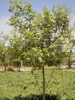 Fraxinus berlandieriana (Mexican ash)