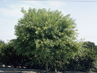 Fraxinus pennsylvanica (Green ash)