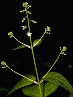 Circaea lutetiana (Broadleaf enchanter's nightshade)