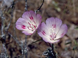 Clarkia amoena (Farewell to spring)