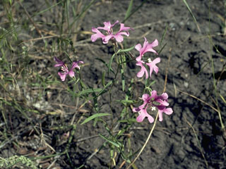 Clarkia concinna (Red ribbons)