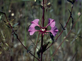 Clarkia unguiculata (Elegant clarkia)