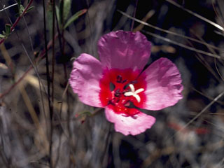 Clarkia rubicunda (Ruby chalice clarkia)