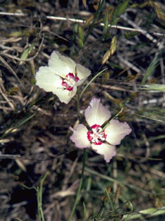 Clarkia williamsonii (Fort miller clarkia)
