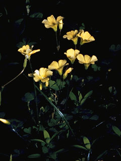 Oxalis grandis (Great yellow woodsorrel)