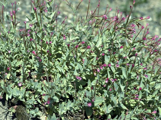 Epilobium anagallidifolium (Pimpernel willowherb)