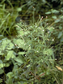 Epilobium coloratum (Purpleleaf willowherb)