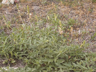 Oenothera patriciae (Plains beeblossom)