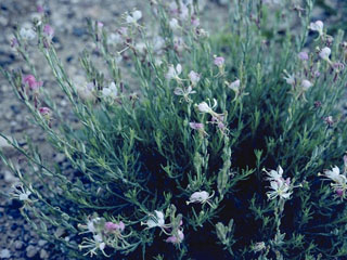 Oenothera sinuosa (Wavyleaf beeblossom)