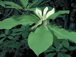 Magnolia fraseri (Mountain magnolia)