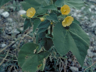 Bastardia viscosa (Viscid mallow)