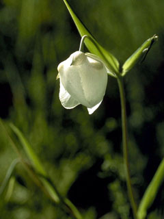 Calochortus albus (White fairy-lantern)
