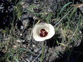 Calochortus catalinae (Santa catalina mariposa lily)