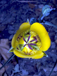 Calochortus clavatus (Clubhair mariposa lily)