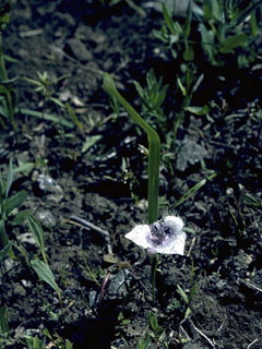 Calochortus caeruleus (Beavertail grass)