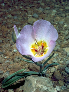 Calochortus flexuosus (Winding mariposa lily)