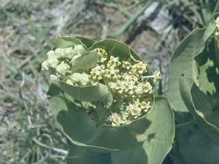 Asclepias latifolia (Broadleaf milkweed)