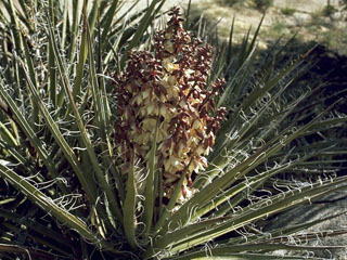 Yucca schidigera (Mojave yucca)