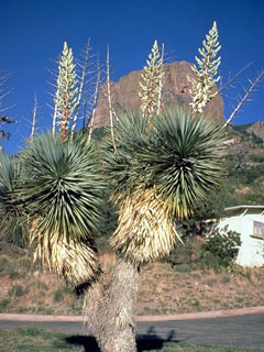 Yucca thompsoniana (Thompson's yucca)