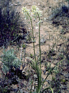 Zigadenus paniculatus (Foothill deathcamas)