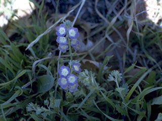 Phacelia grandiflora (Largeflower phacelia)