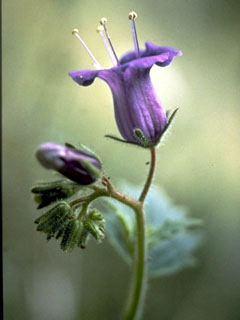 Phacelia minor (Wild canterbury bells)
