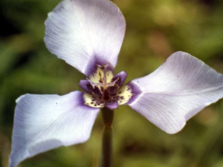 Herbertia lahue (Prairie nymph)